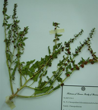 Salmak-e tout gonjeshki